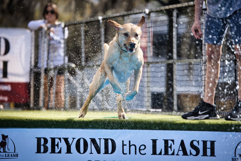 a dog is running through the water at a dog show