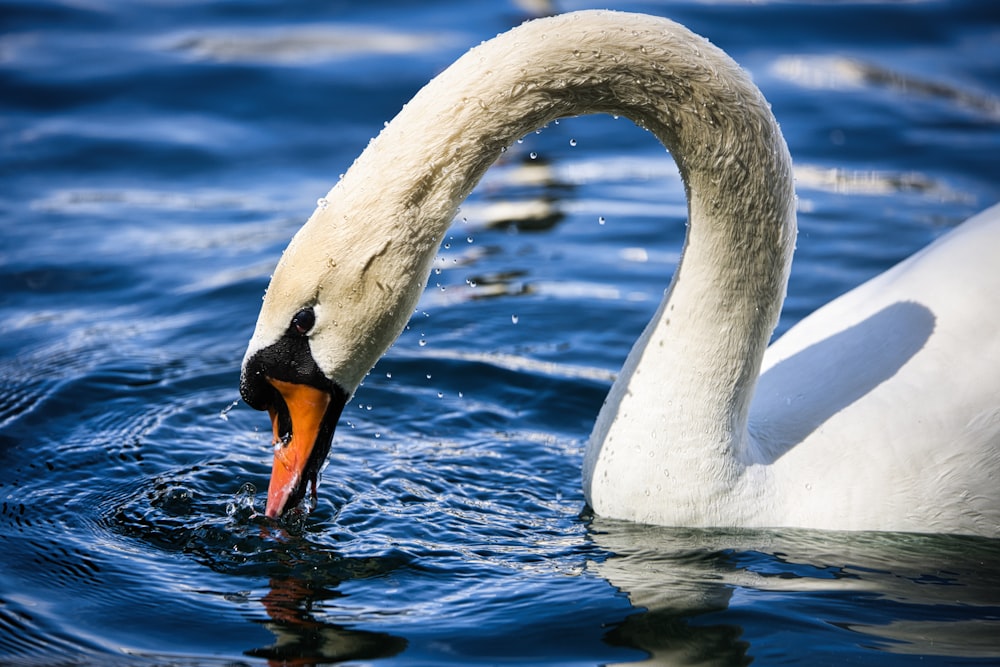 a swan is eating something in the water