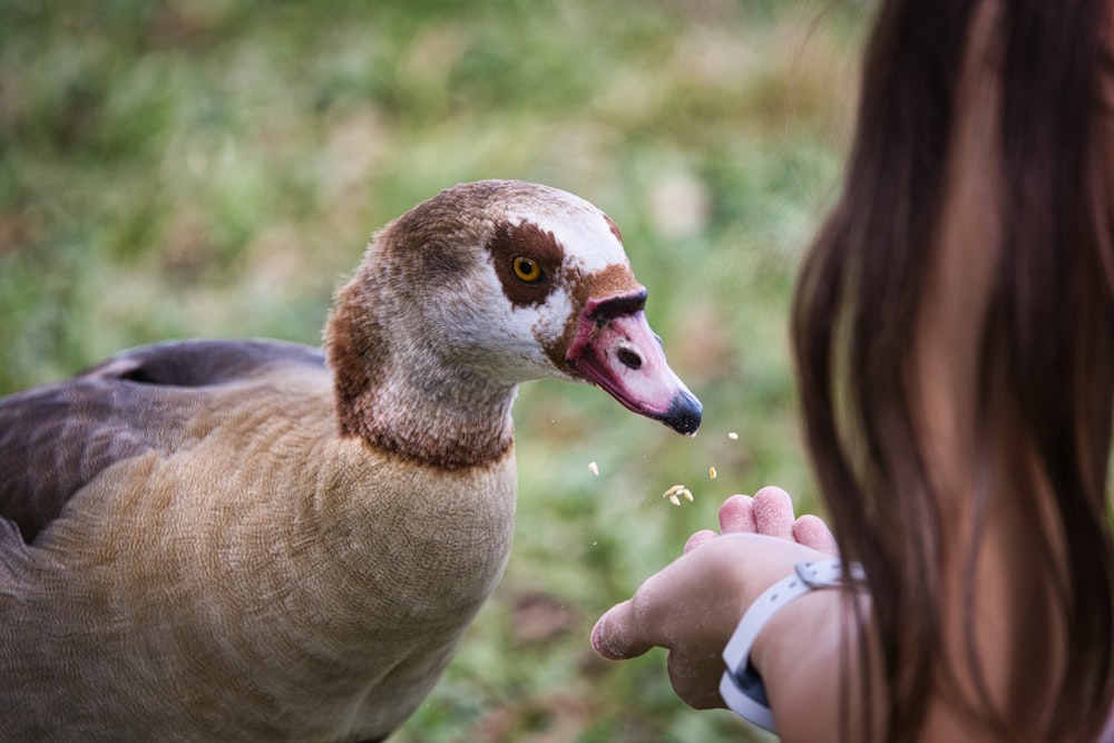 a woman feeding a duck with her hand