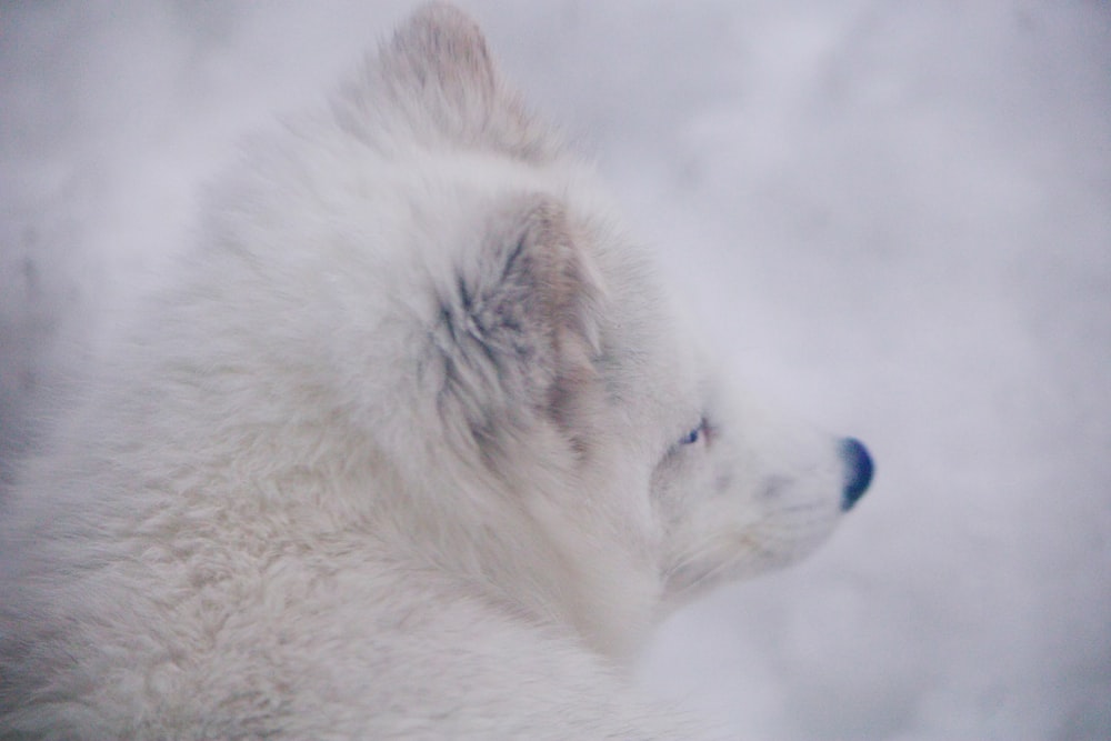 a white polar bear with a blue nose