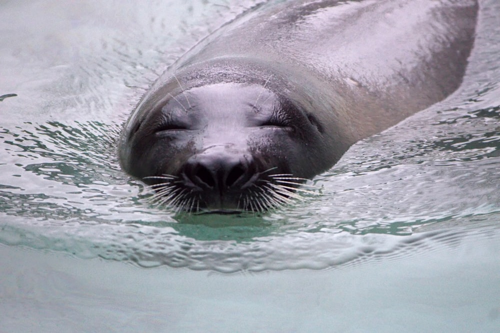 a close up of a seal in the water