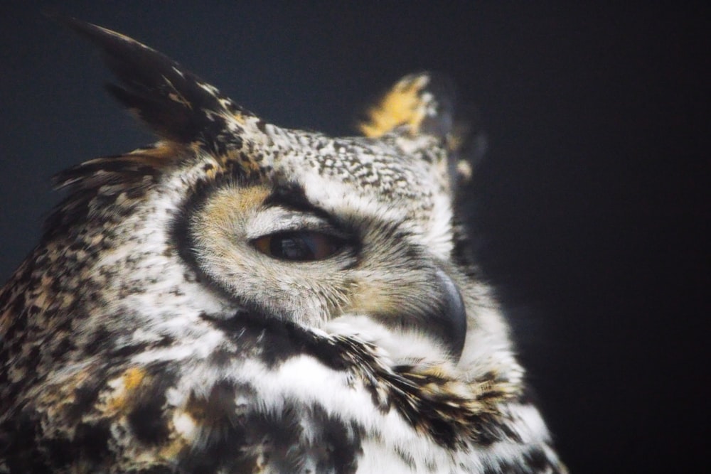 a close up of an owl with a black background