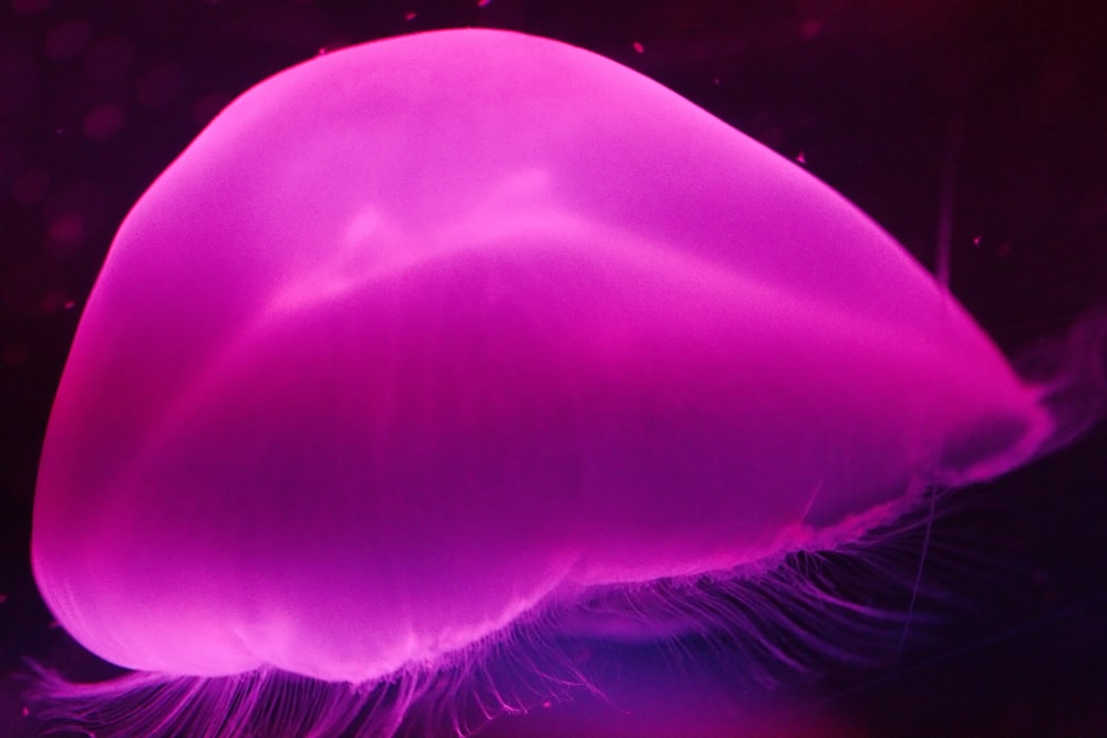 a close up of a jellyfish in the water