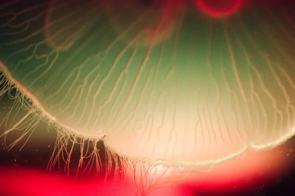 a close up of a jellyfish in the water