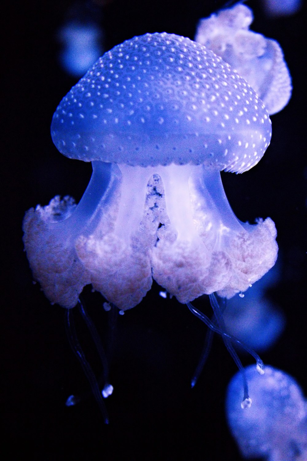 a close up of a jellyfish in the water