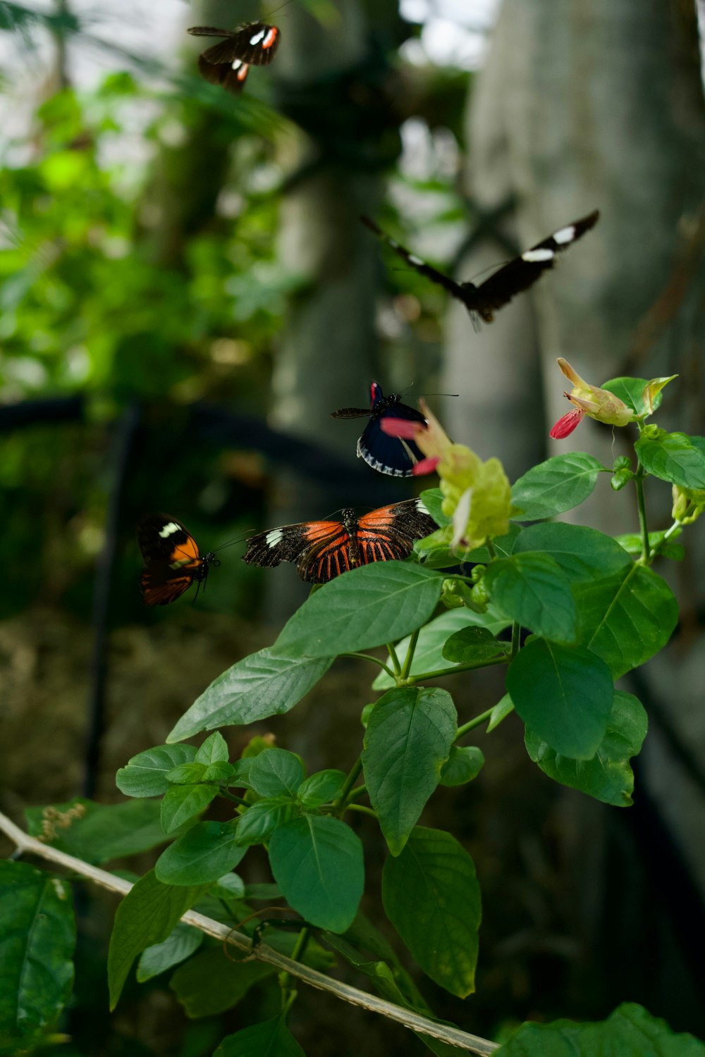 a group of butterflies flying around a tree