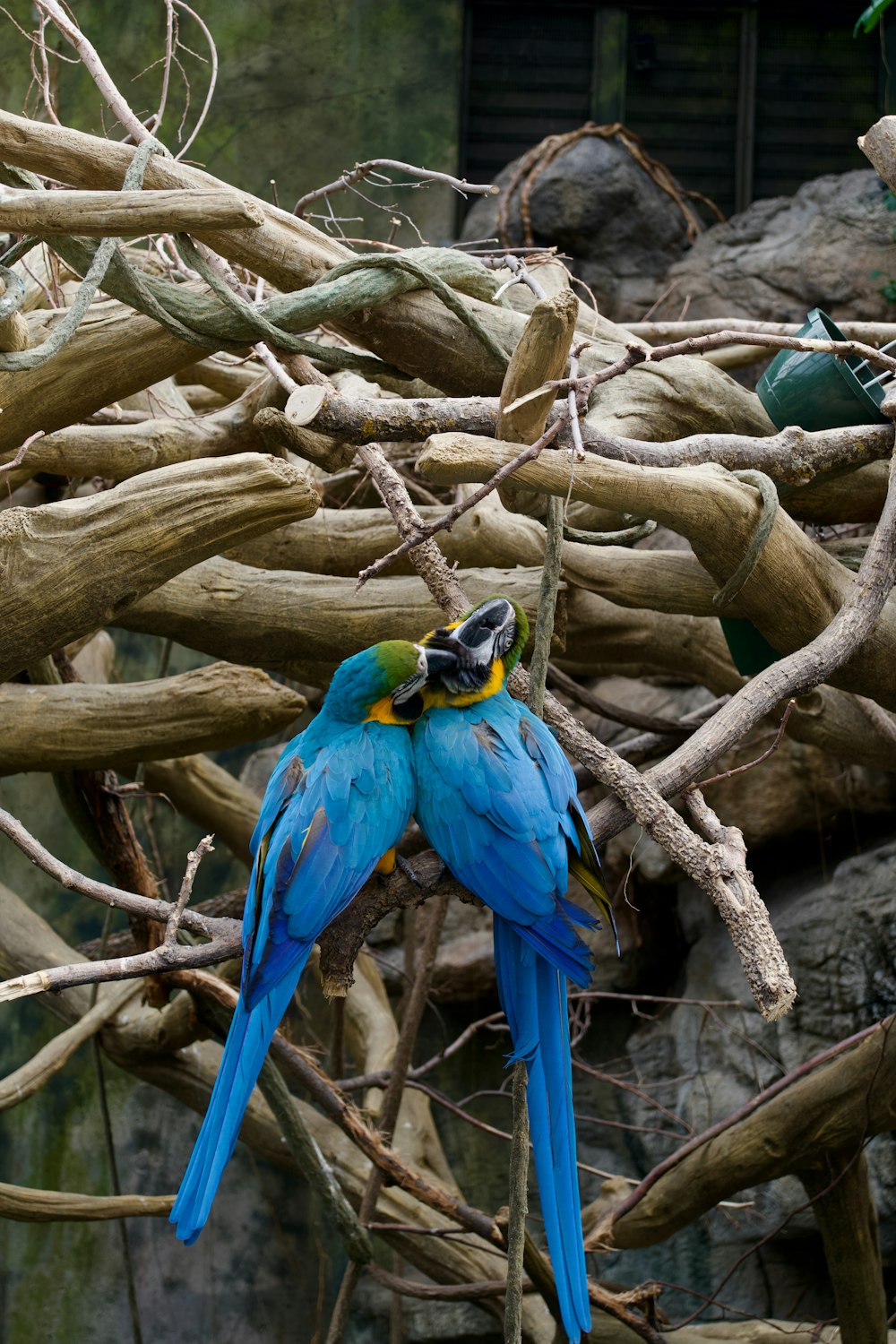 a couple of blue and yellow birds sitting on top of a tree