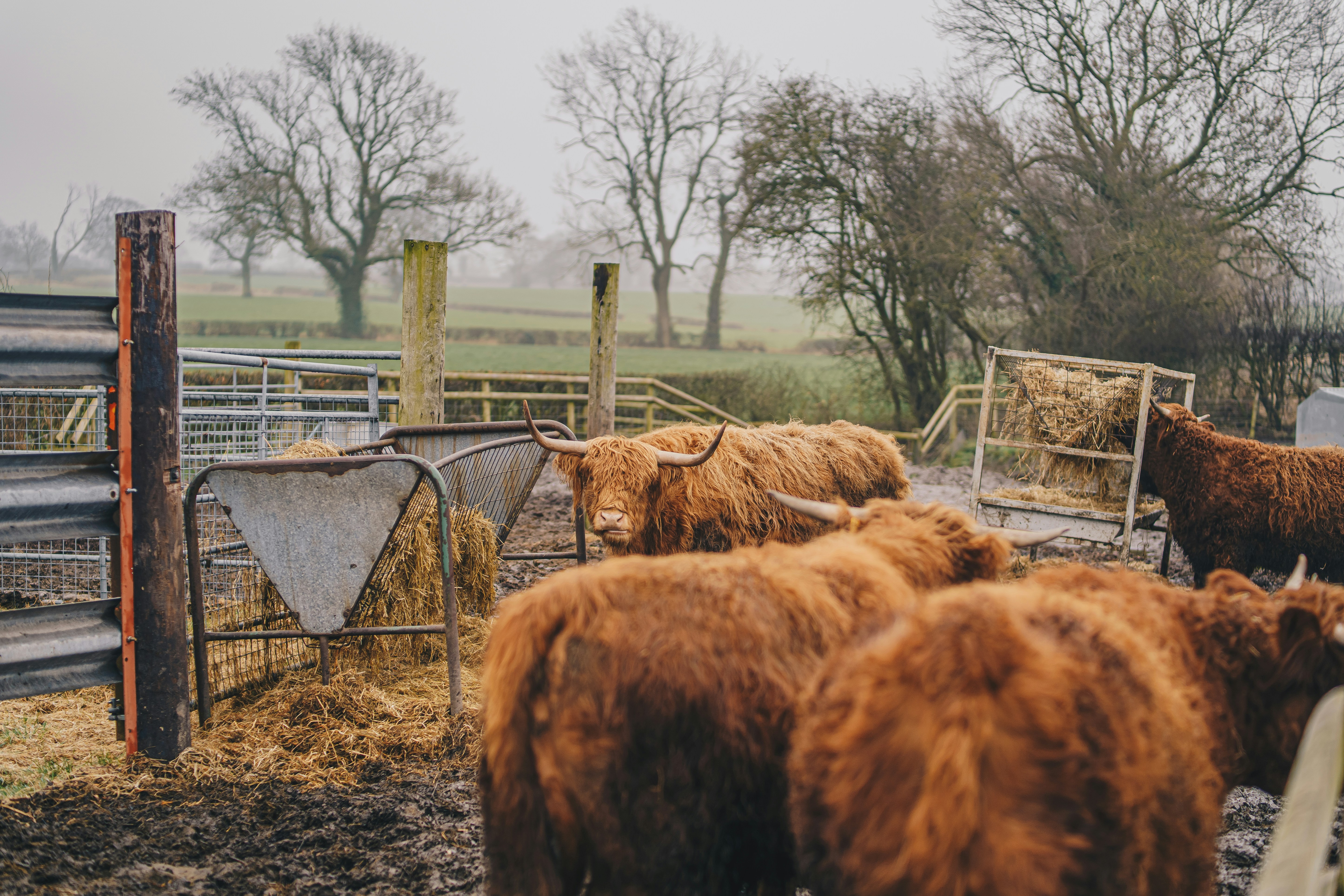 eine Rinderherde, die auf einem unbefestigten Feld steht