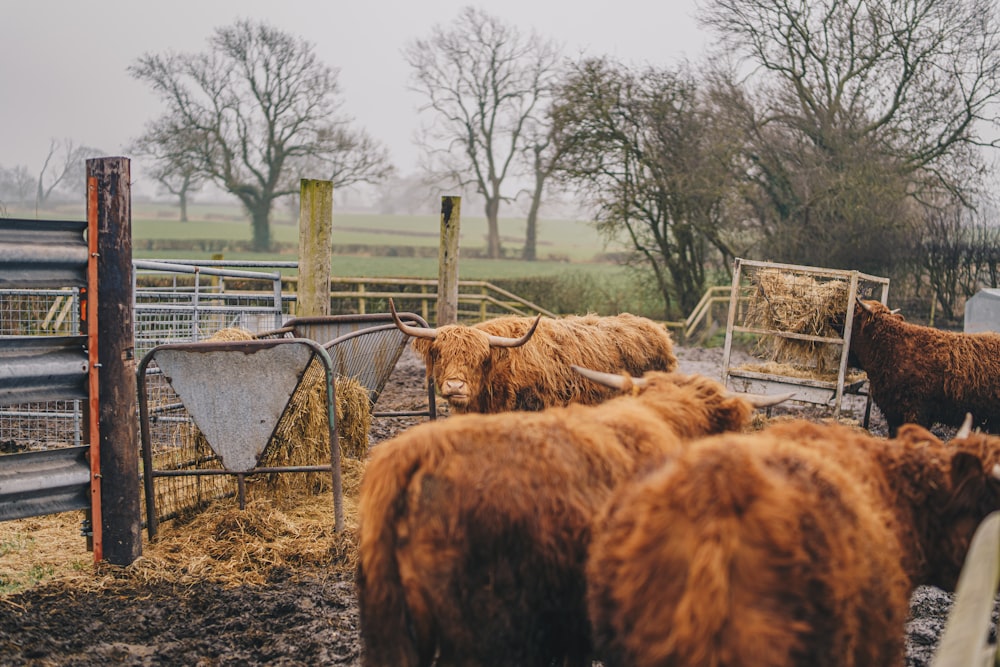 a herd of cattle standing on top of a dirt field