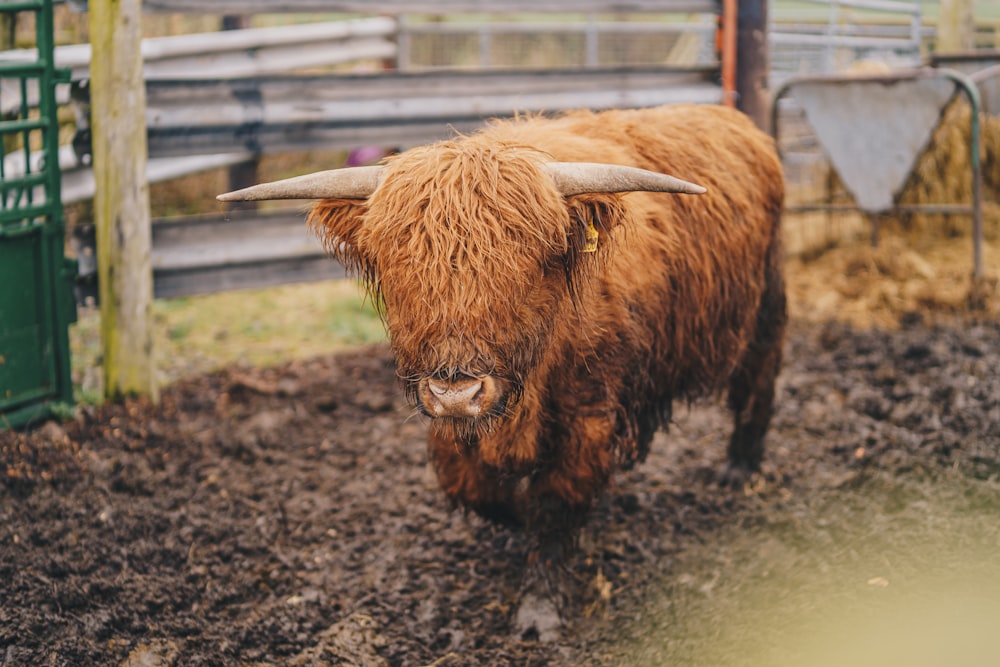 ein Yak mit langen Hörnern steht in einem Gehege