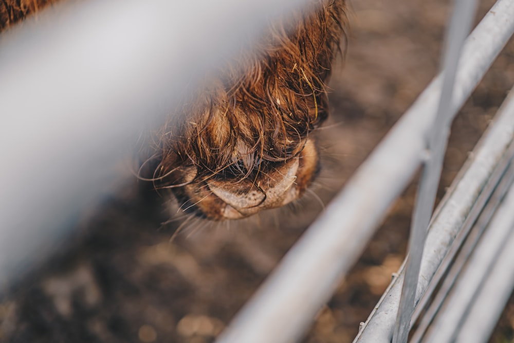 un gros plan du nez d’un cheval à travers une clôture