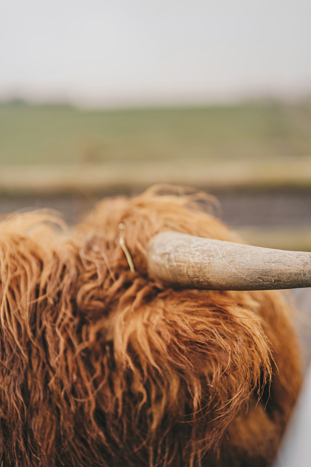 un primo piano di un animale peloso con lunghe corna