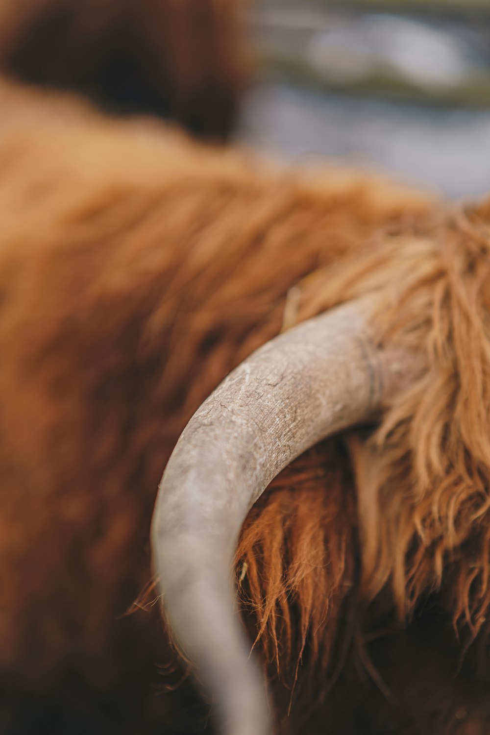 Un primer plano de una vaca con cuernos largos