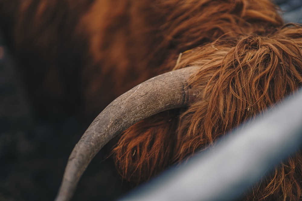 a close up of a brown cow with long horns