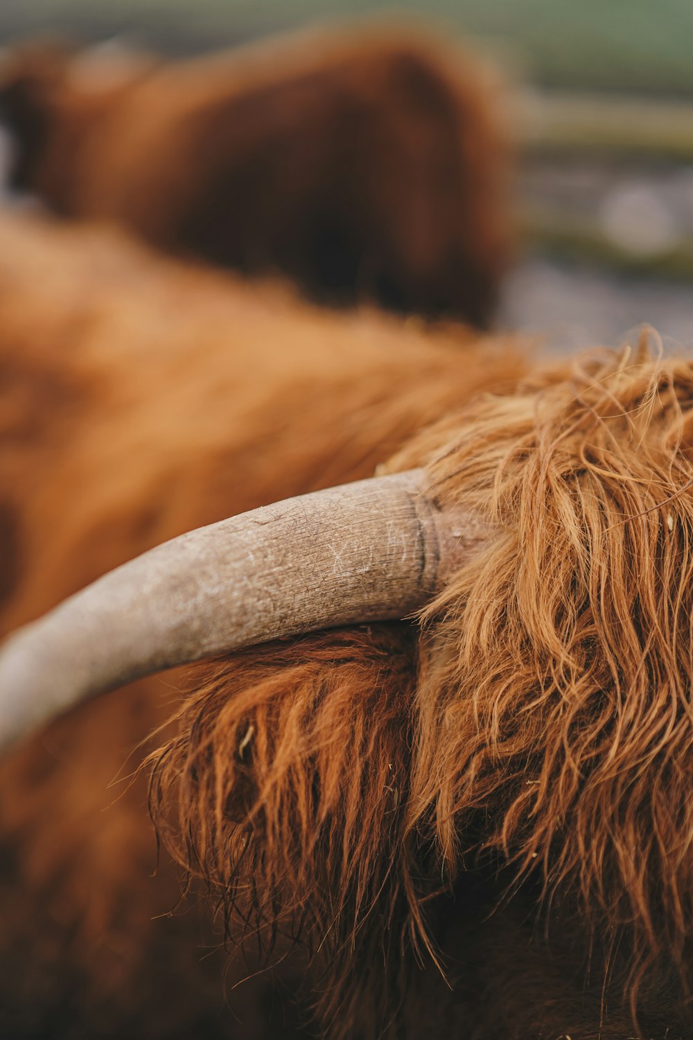 un primo piano di una mucca marrone con lunghe corna