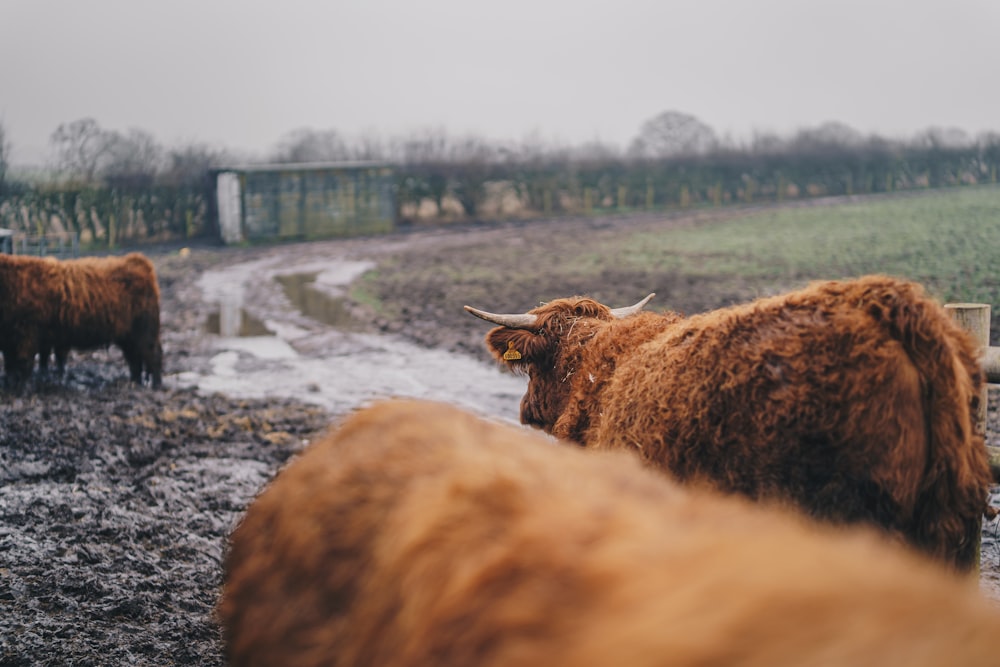 a herd of cattle standing on top of a muddy field