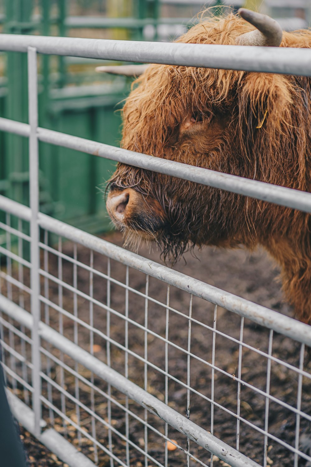 a brown cow standing next to a metal fence