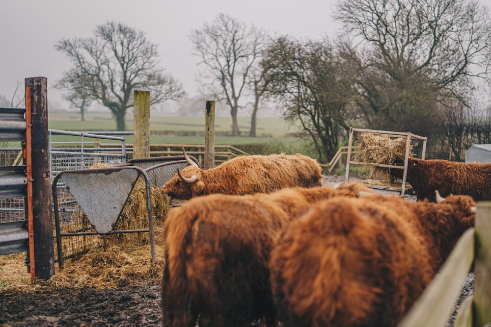 a herd of cattle standing on top of a dry grass field