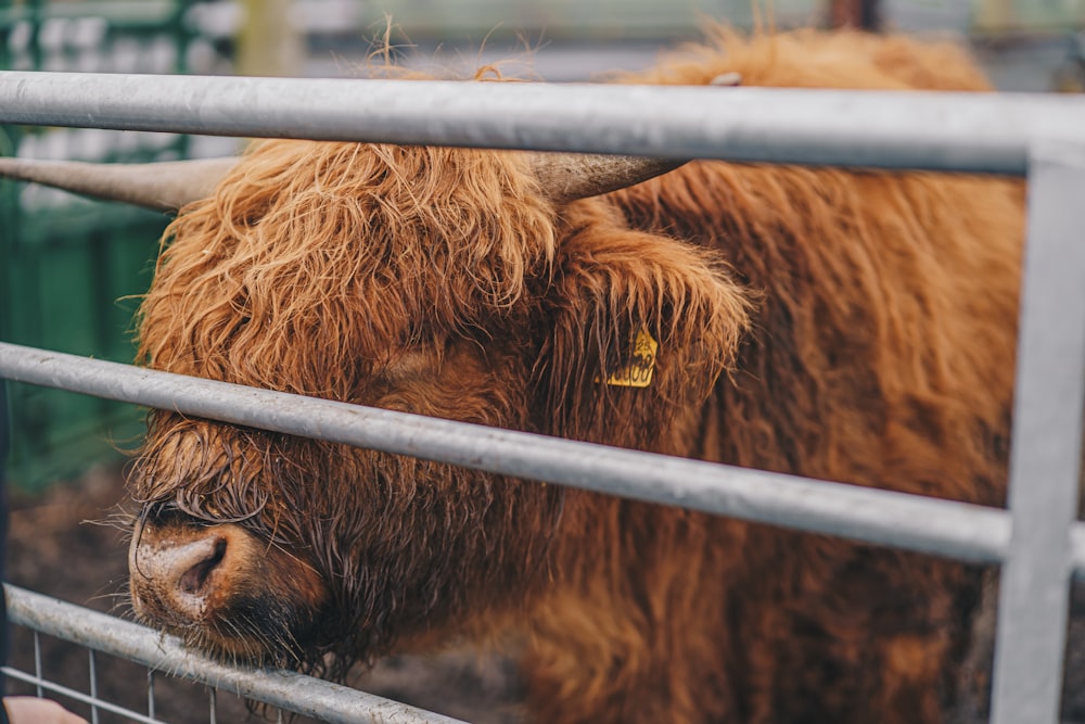 a brown cow standing next to a metal fence