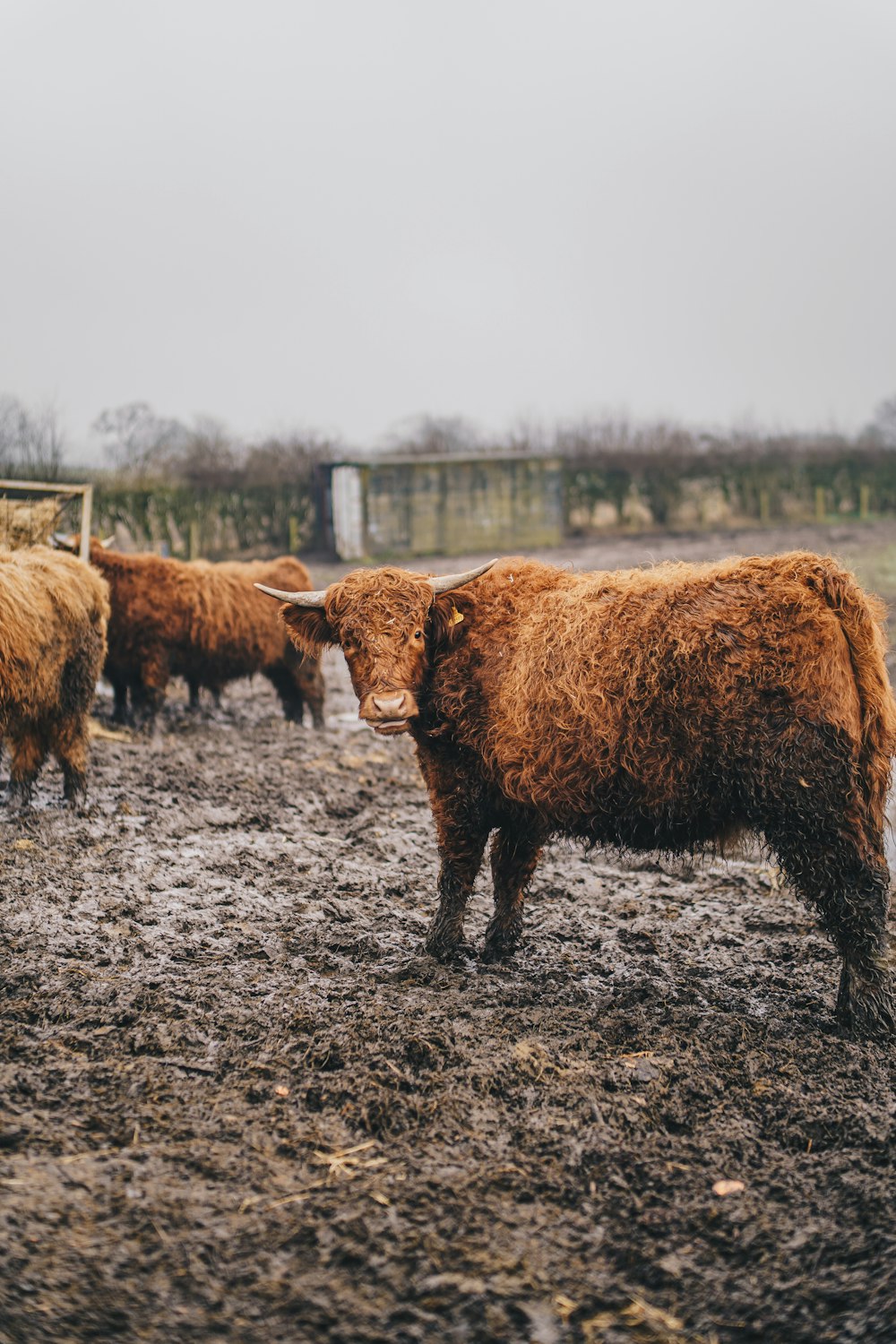 una mandria di mucche marroni in piedi in cima a un campo fangoso