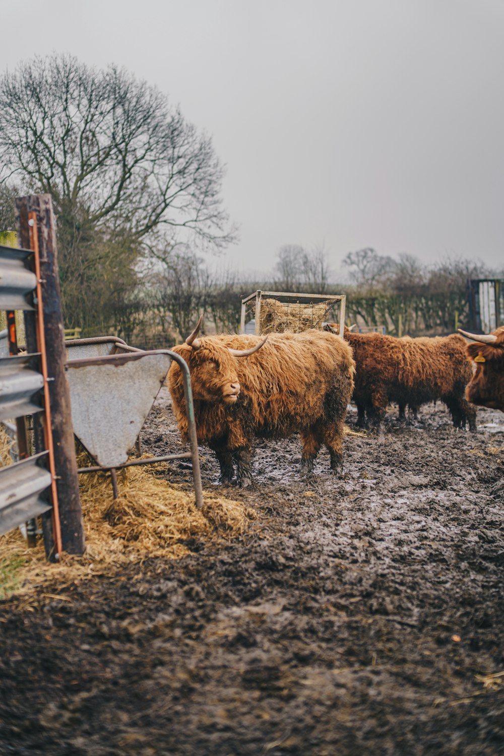 a herd of cattle standing on top of a muddy field