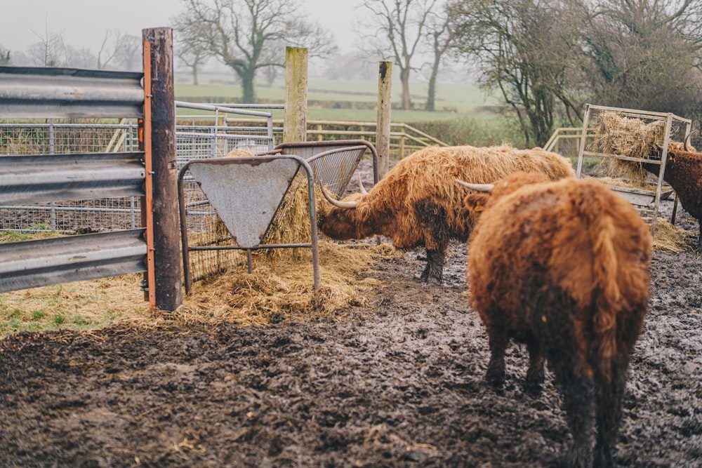 a herd of cattle standing on top of a dirt field