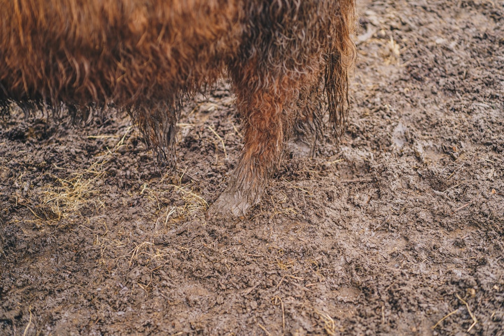 a brown cow standing on top of a dirt field