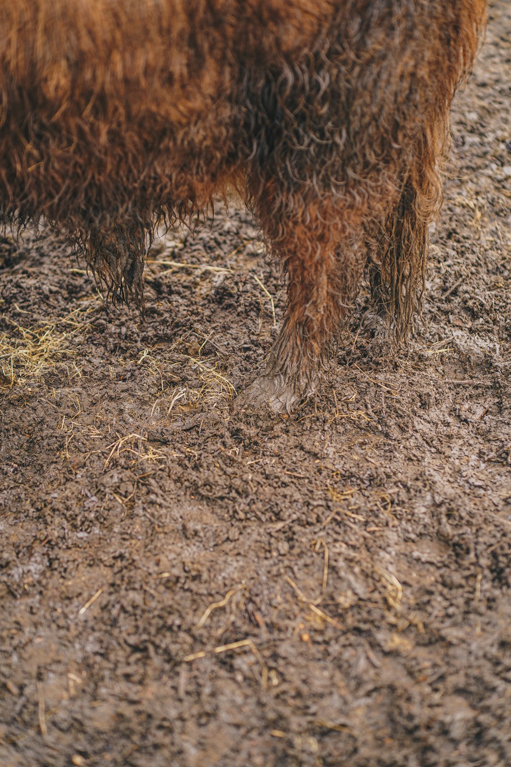 a brown cow standing on top of a dirt field