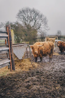 a herd of cattle standing on top of a muddy field