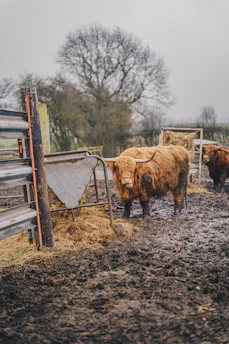a herd of cattle standing on top of a muddy field