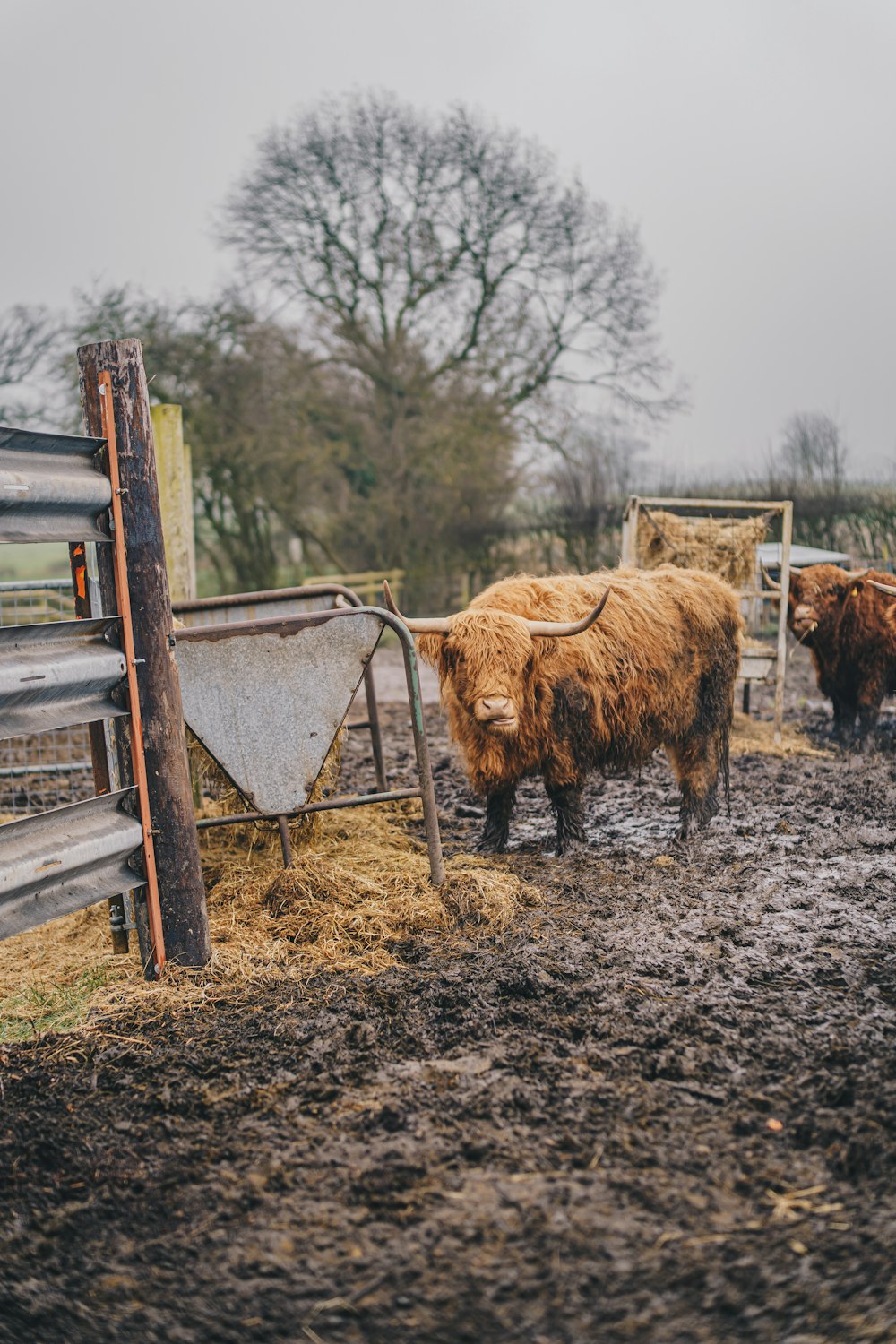 a herd of cattle standing on top of a muddy field