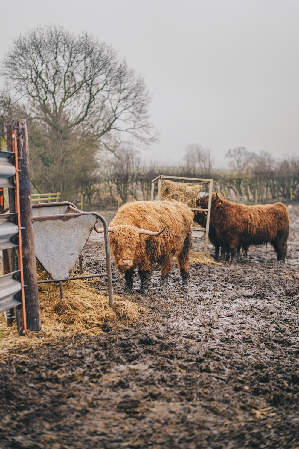 a herd of cattle standing on top of a muddy field