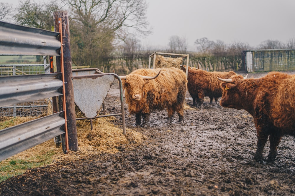 a herd of cattle standing on top of a muddy field