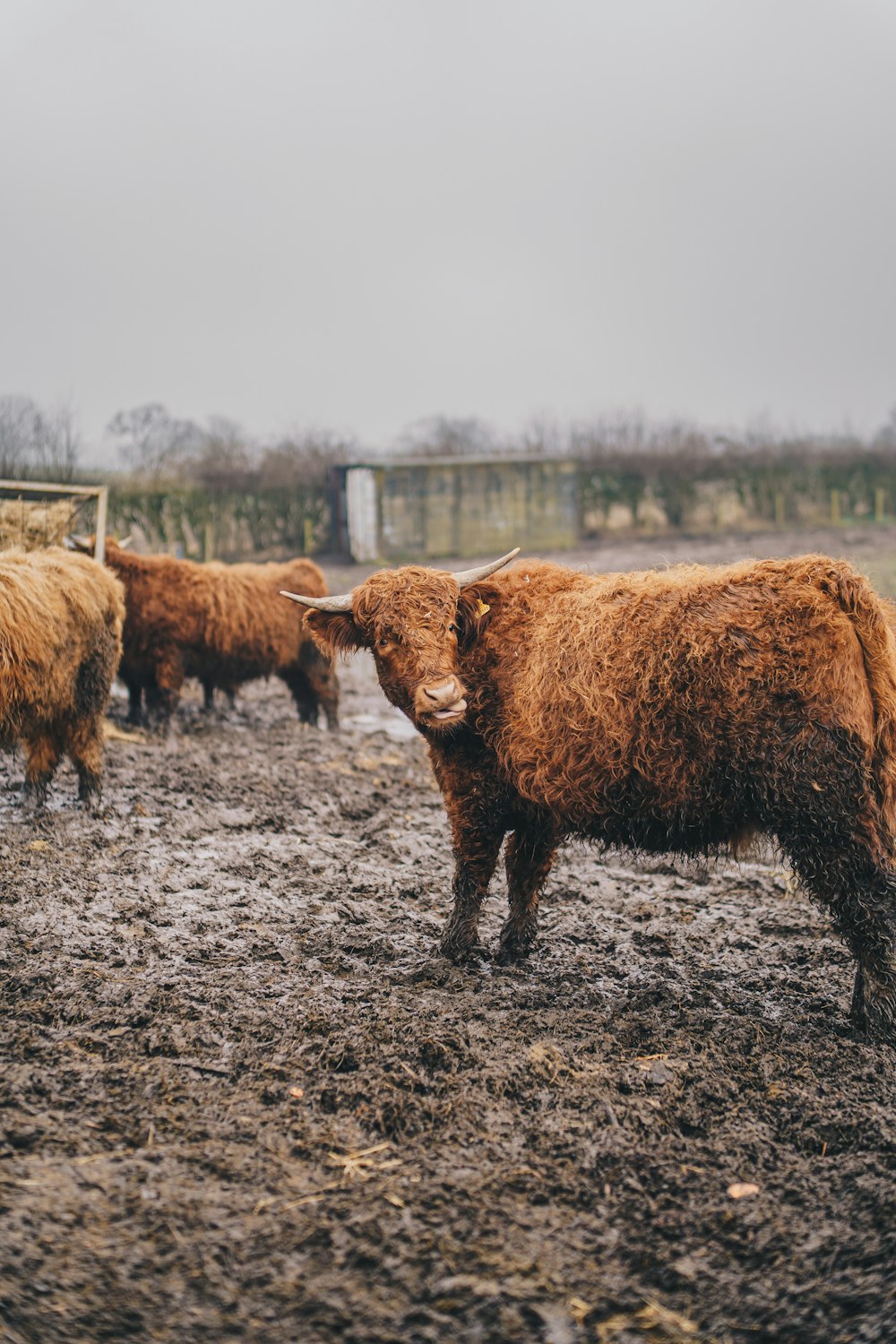 a herd of cattle standing on top of a muddy field
