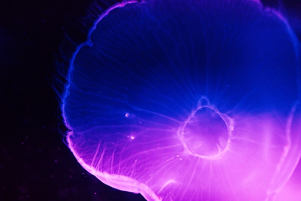 a close up of a jellyfish in the dark
