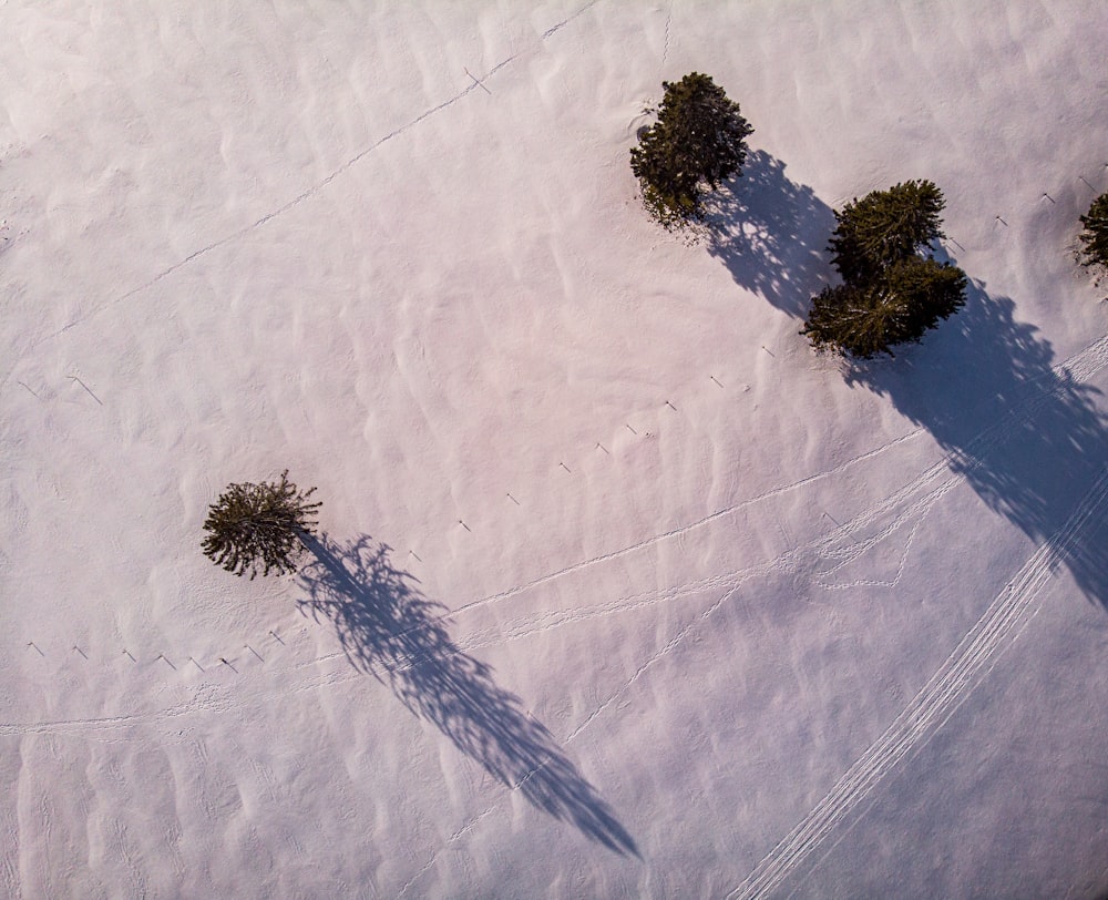 a couple of trees that are in the snow