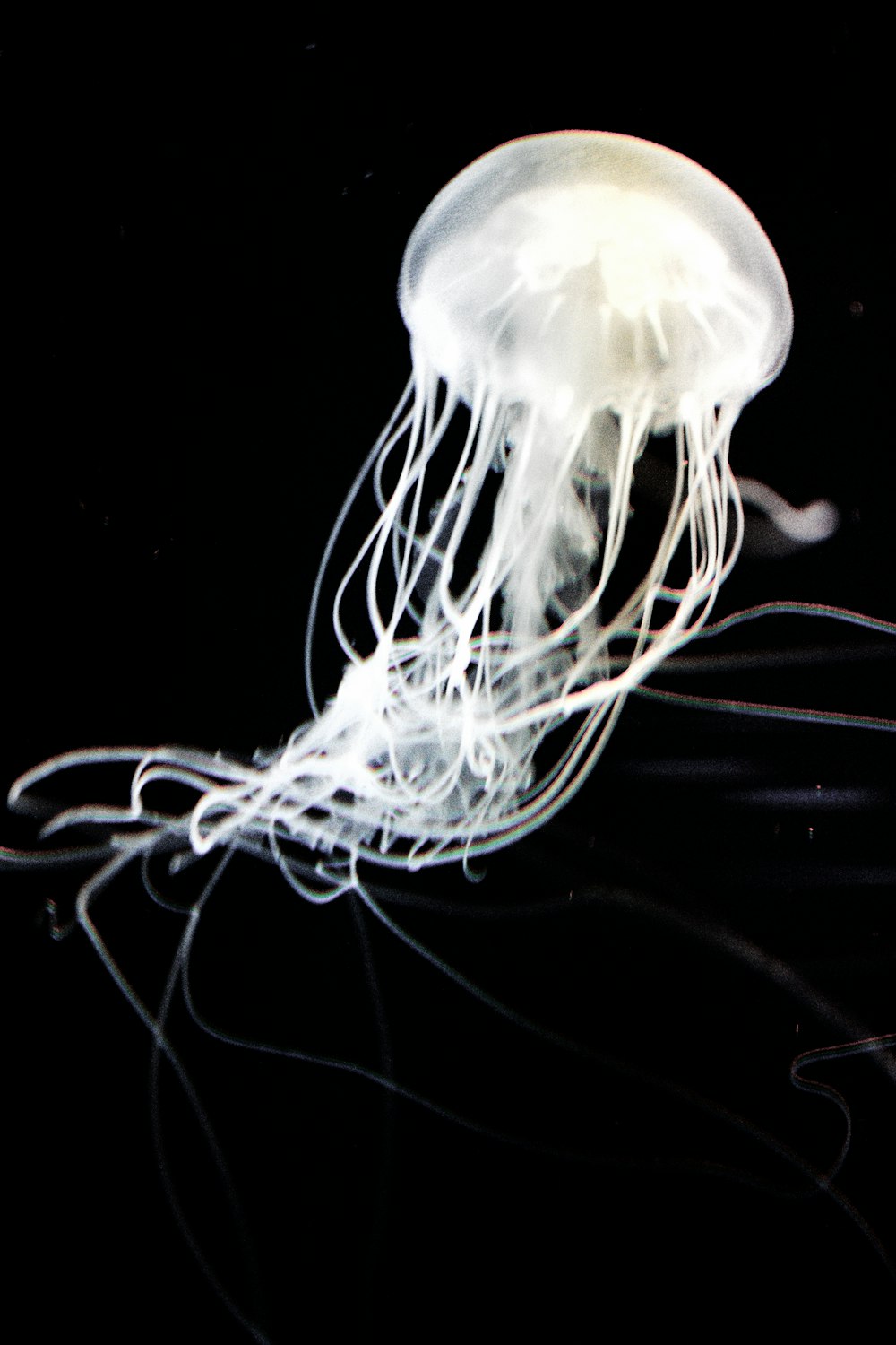 a close up of a jellyfish on a black background