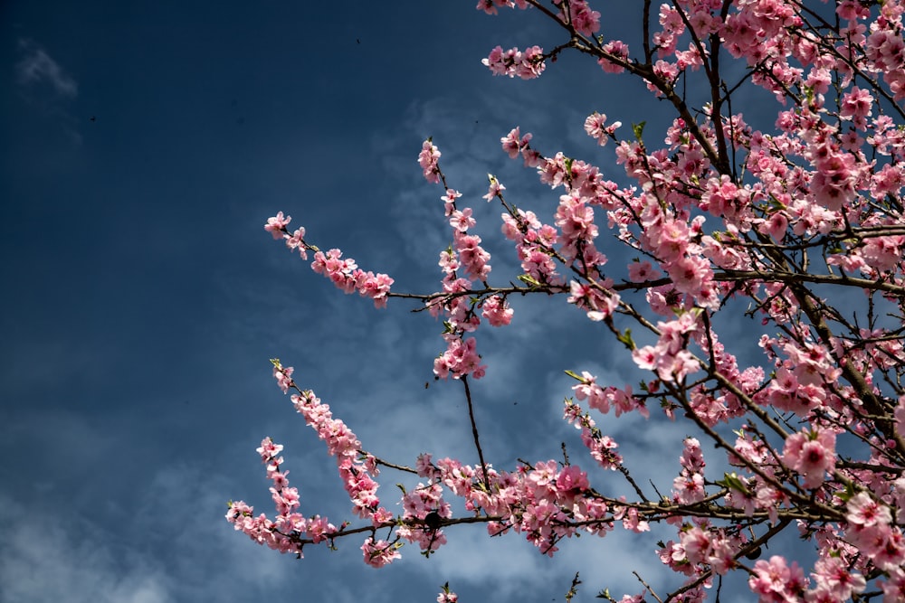 a tree with pink flowers in the foreground and a blue sky in the background