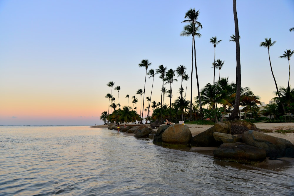 palm trees line the shoreline of a tropical beach