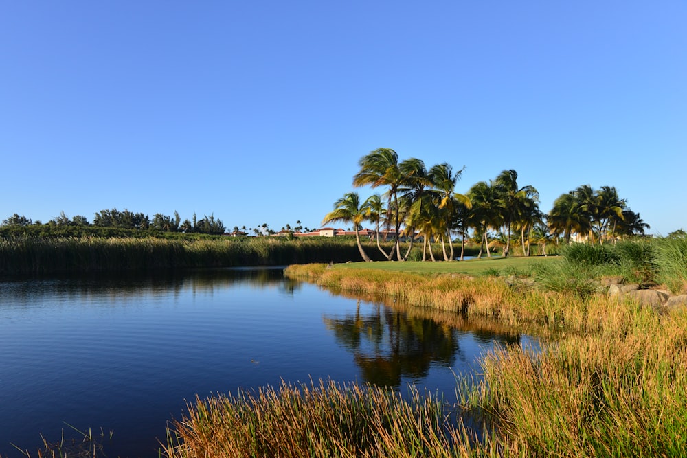 a body of water surrounded by palm trees