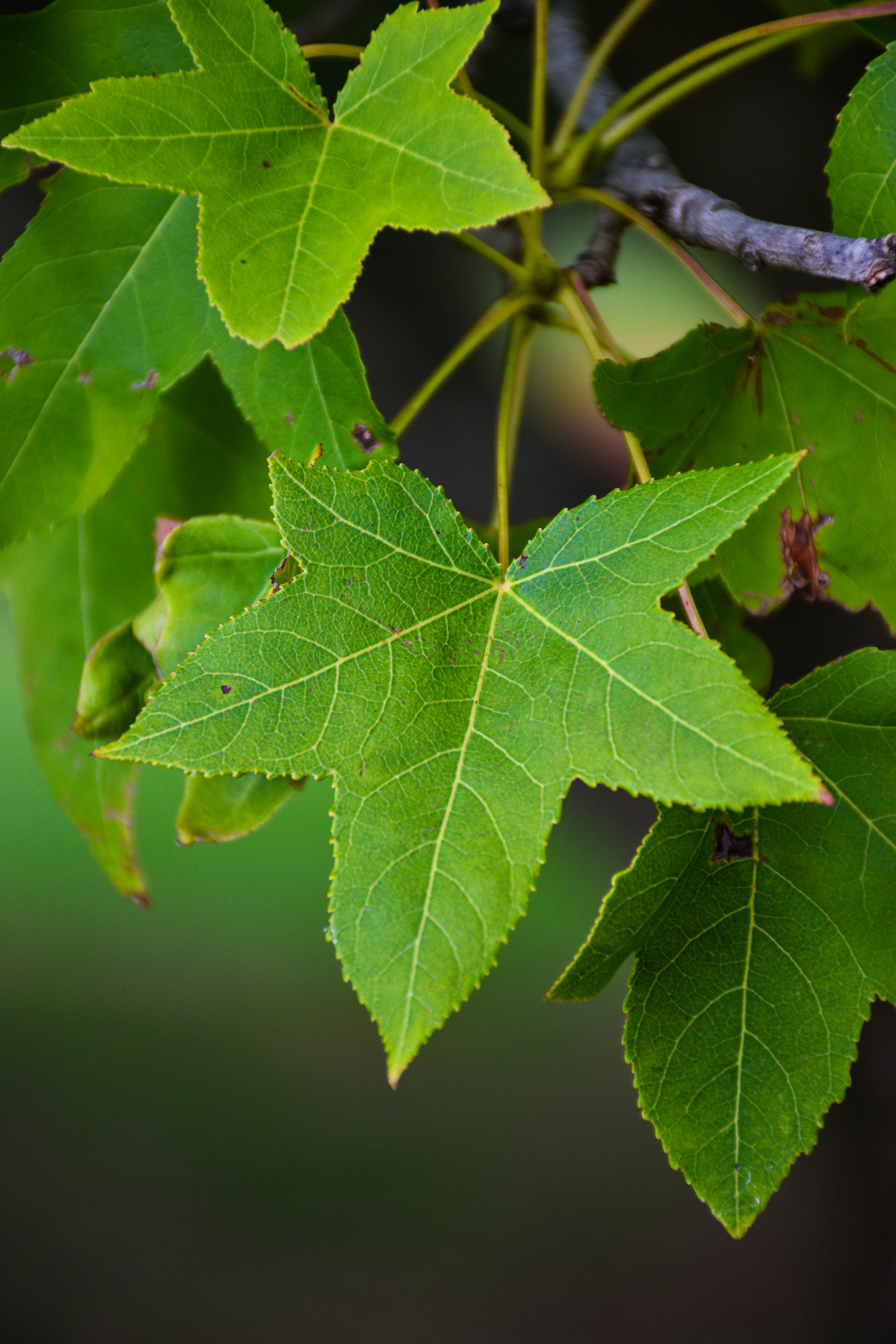 Photo by adam_skrinnikoff