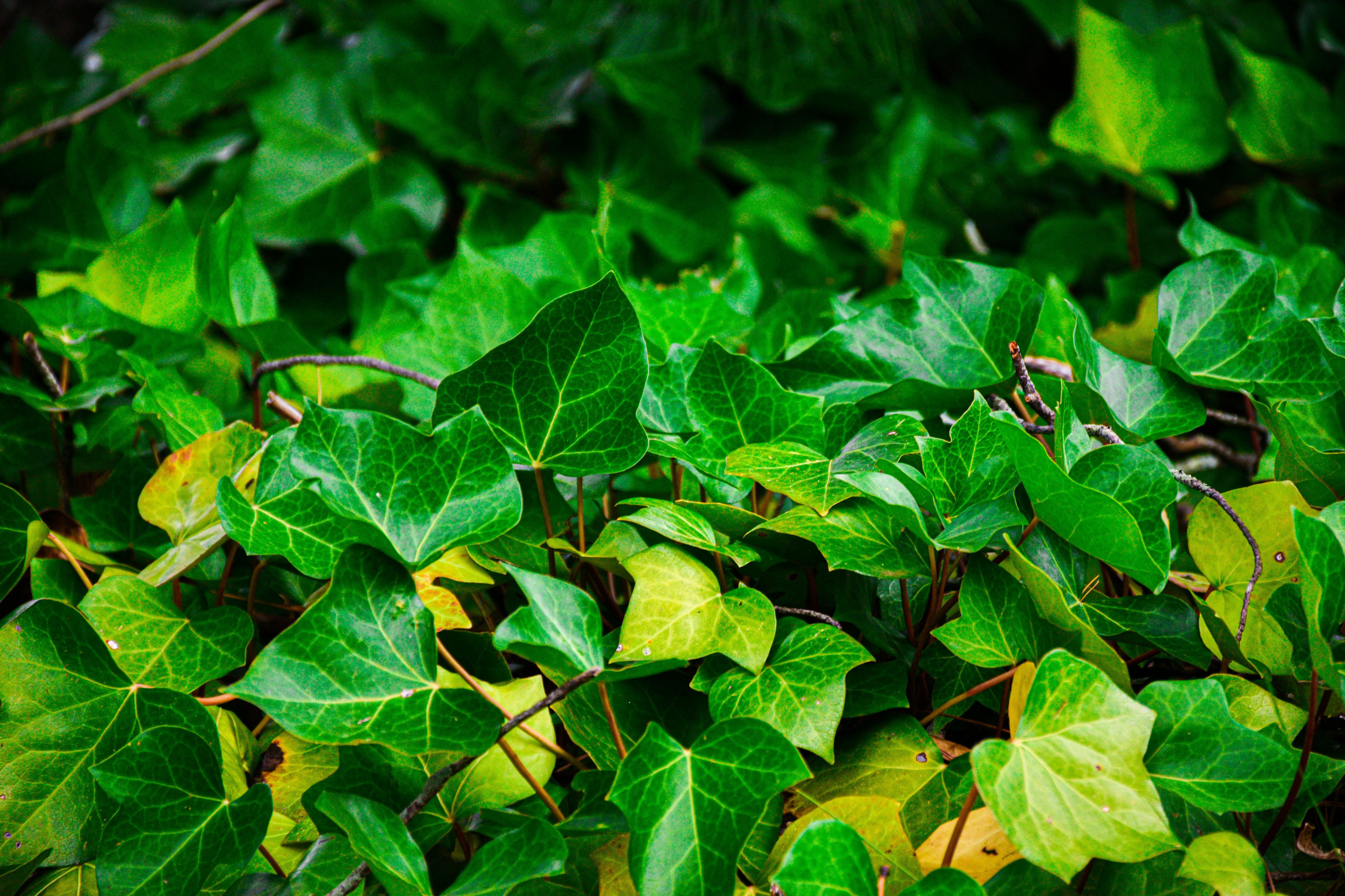 Photo by adam_skrinnikoff