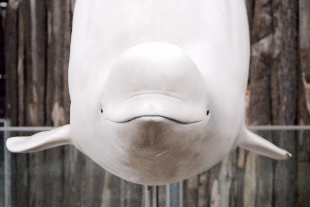 a close up of a statue of a dolphin