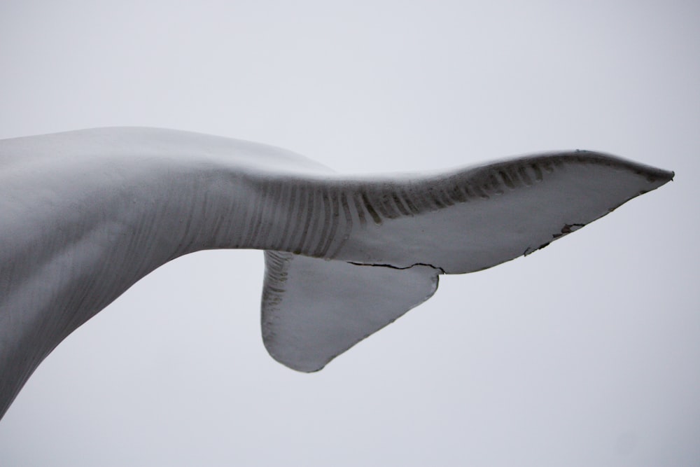 a close up of a bird flying in the sky