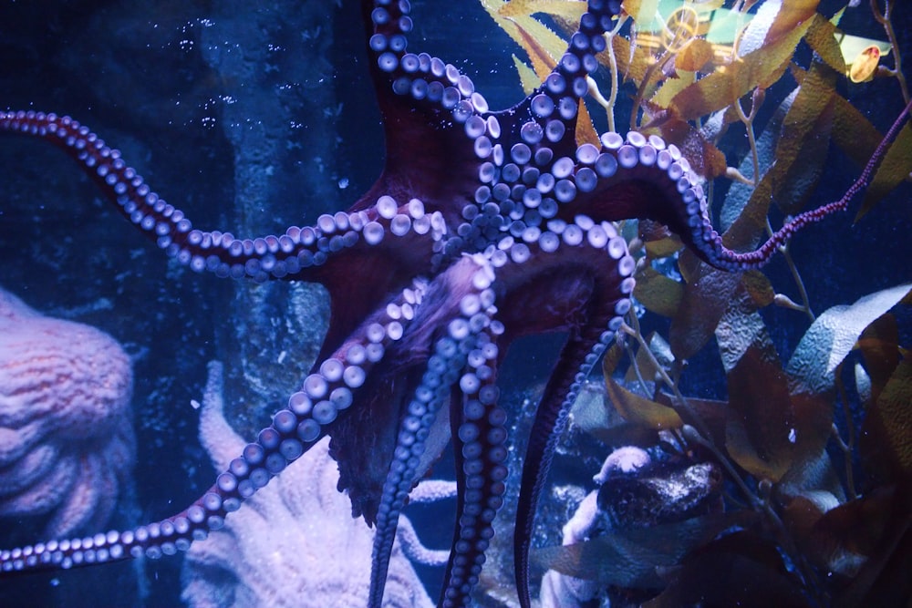 an octopus is swimming in an aquarium