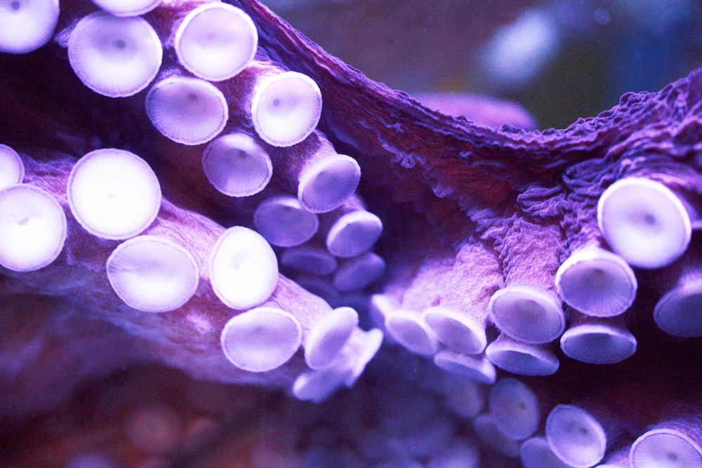 a close up of a purple sea anemone