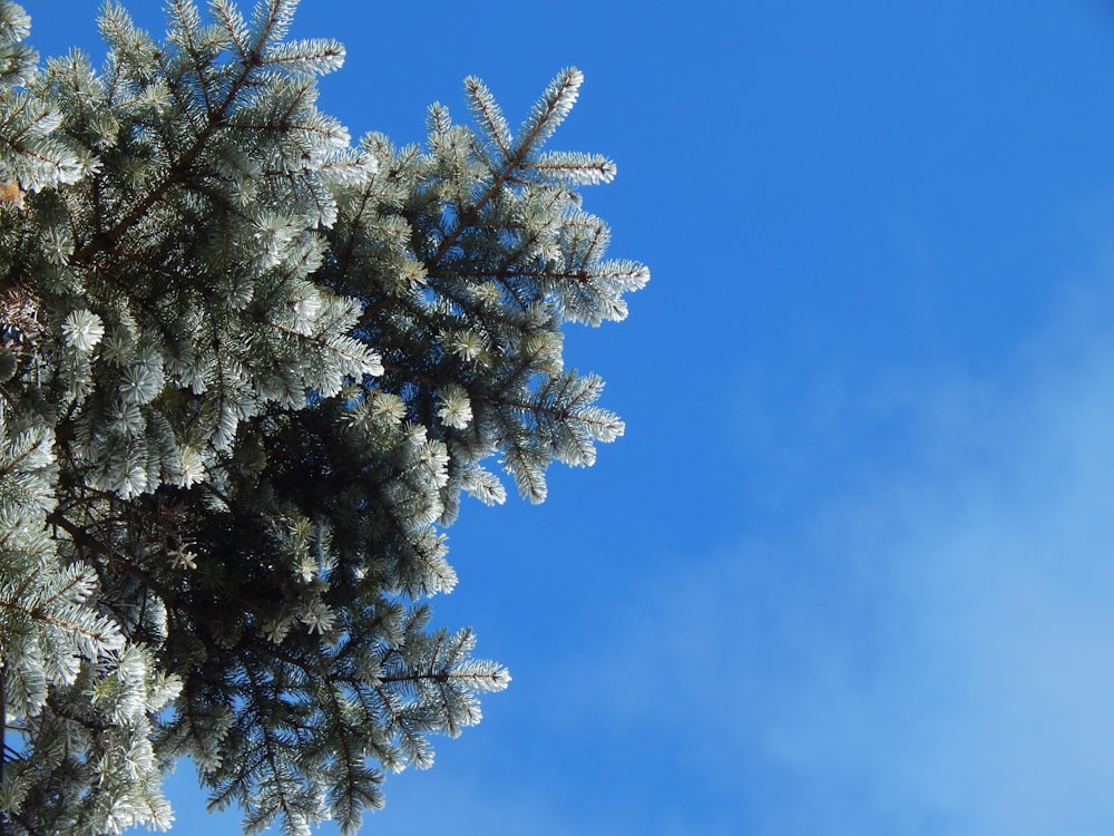 a close up of a pine tree with a blue sky in the background