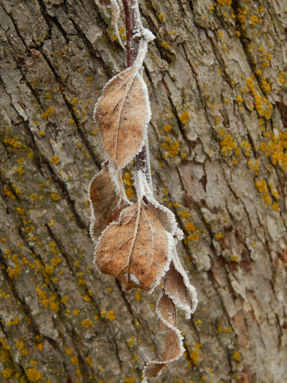 a close up of a tree with frost on it