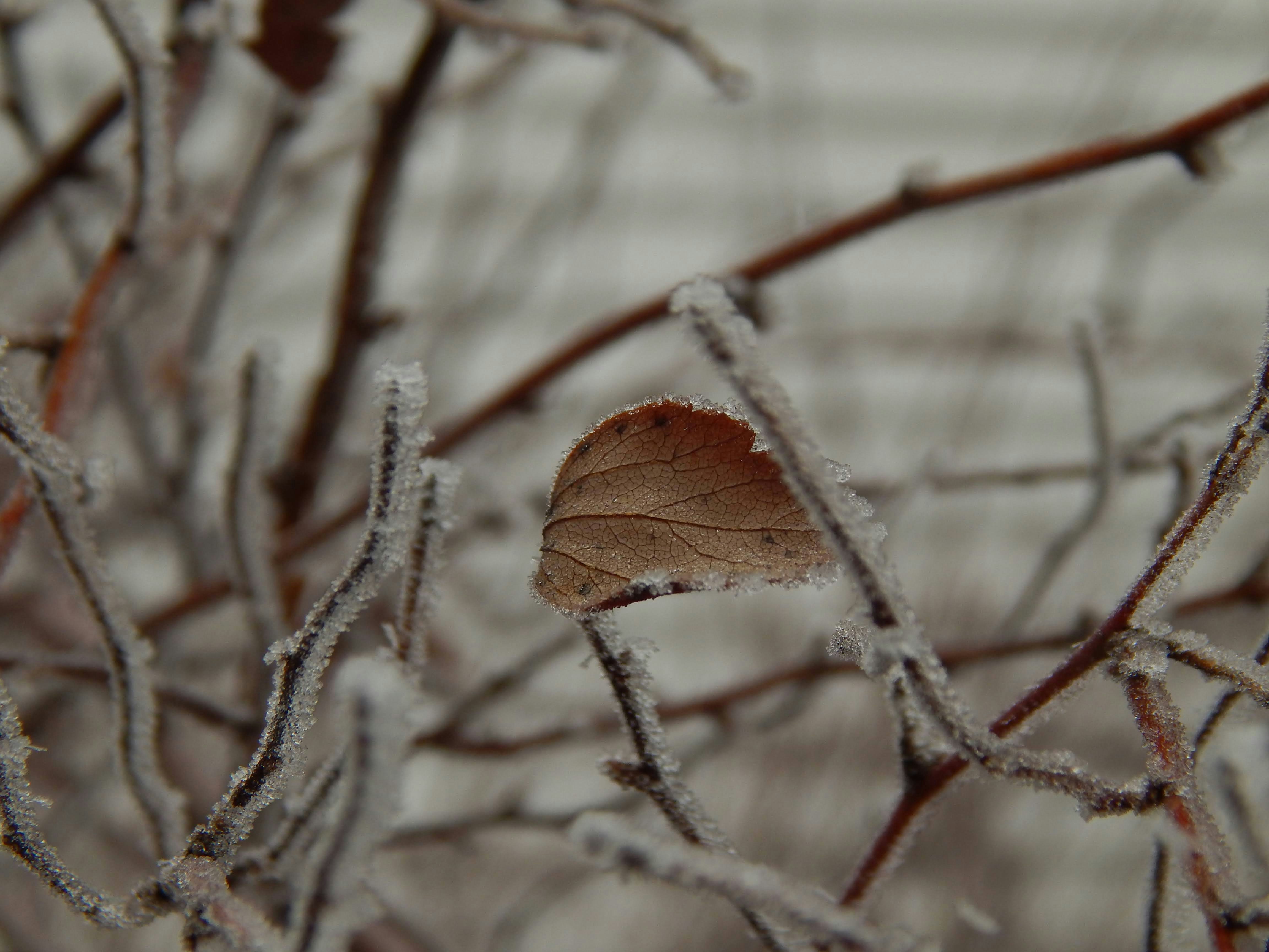 a leaf that is sitting on a branch