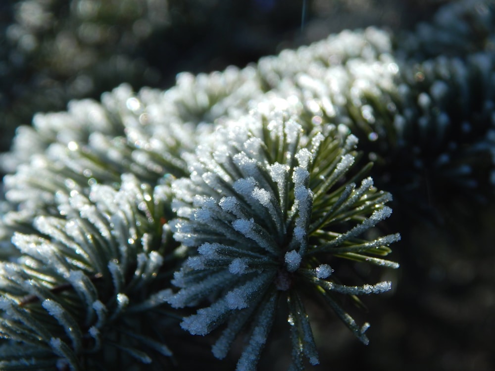 a close up of a pine tree with snow on it